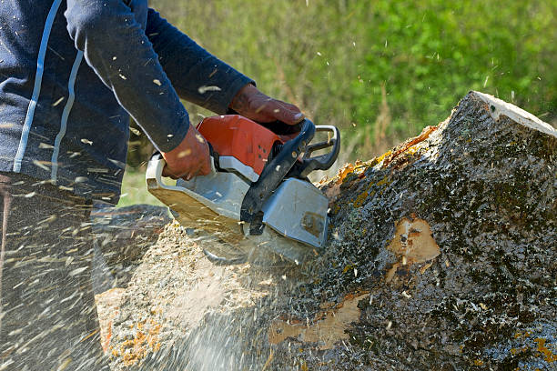 How Our Tree Care Process Works  in  Buckley, WA